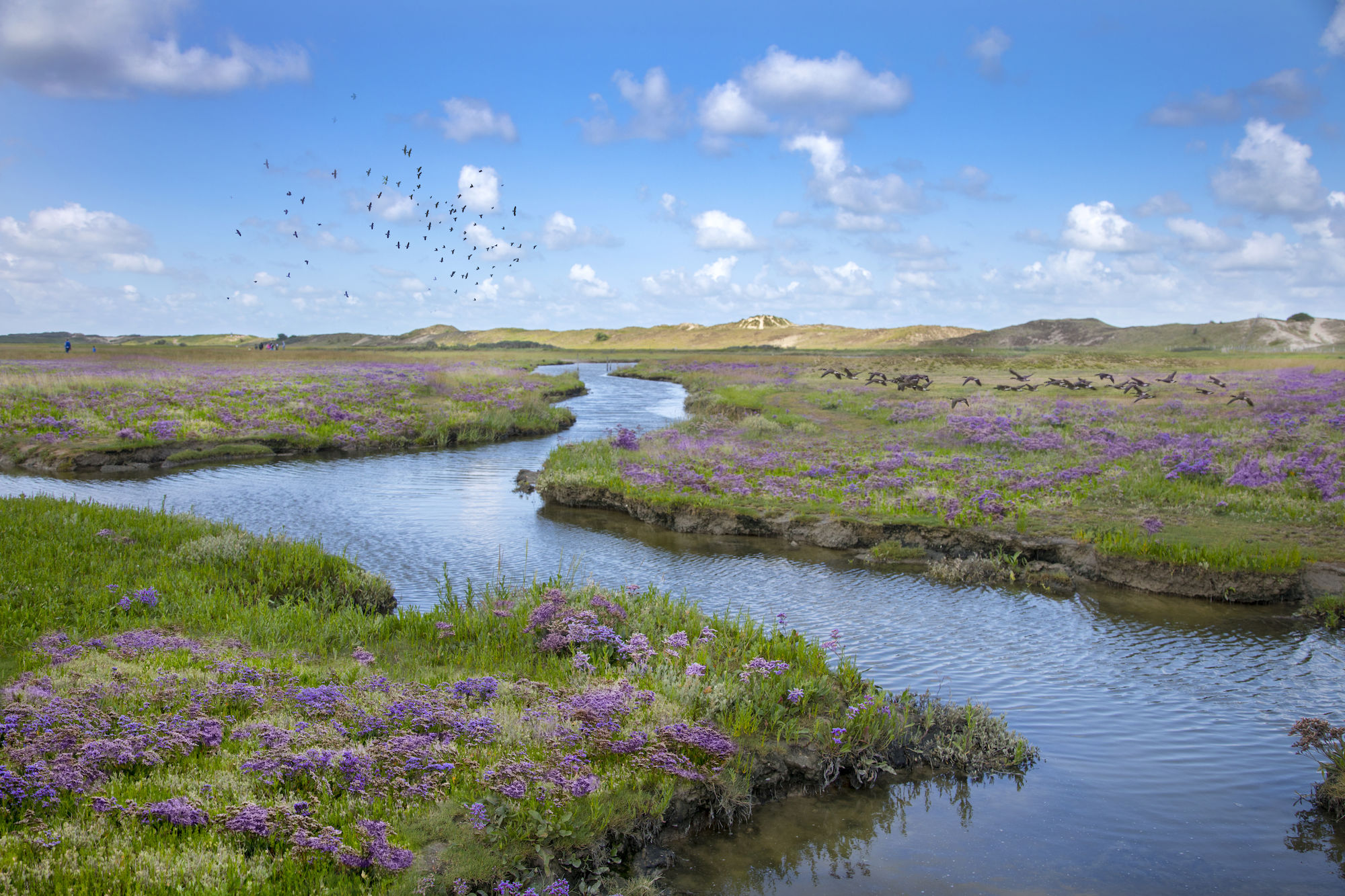 Knokke Zwin Natuur Park ©Jan Dhondt